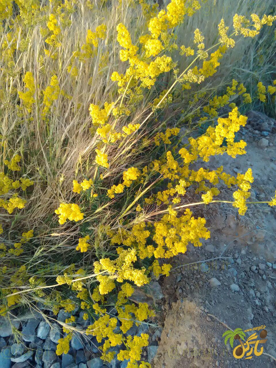yellow bedstraw